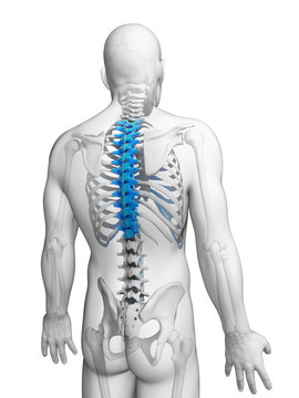 3d rendered illustration - thoracic spine