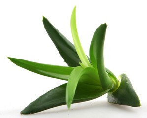 Aloe vera plant isolated on white