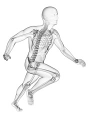 3d rendered illustration - runner anatomy