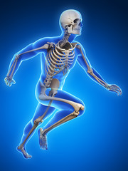 3d rendered illustration - runner anatomy