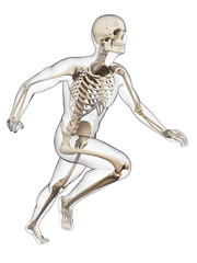 3d rendered illustration - runner anatomy
