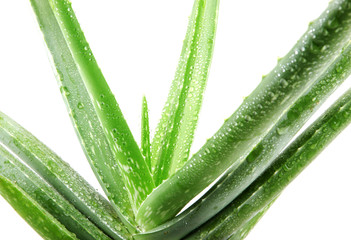 Fototapeta premium Aloe vera plant isolated on white