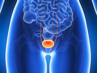 3d rendered illustration - bladder