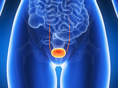 3d Rendered Illustration - Bladder