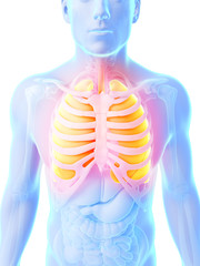 3d rendered illustration - male lung