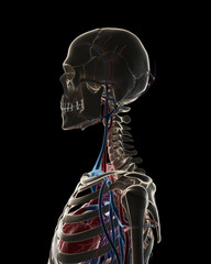 3d rendered illustration - vascular system