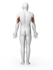 3d rendered illustration - triceps