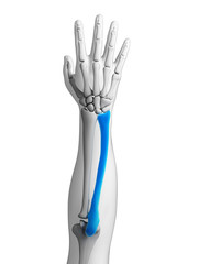 3d rendered illustration - ulna