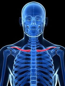 3d rendered illustration - the clavicle