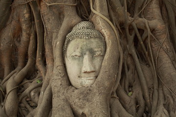 buddha head in tree