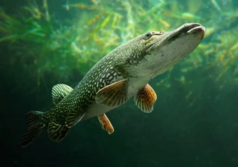 Fotobehang Underwater photo of a big Pike (Esox Lucius). © Kletr