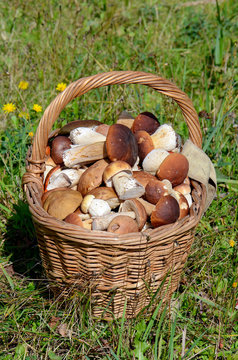 Basket with boletus edulis on grass