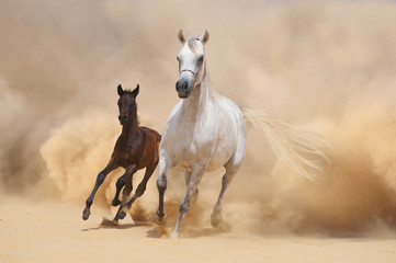Arabian Mare and foal running out of the Desert Storm - 49618749