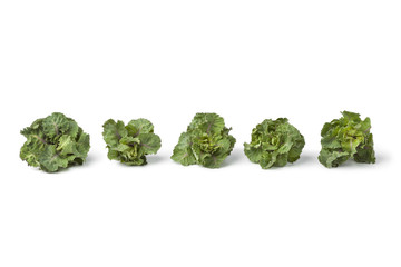 Row of green flower sprouts