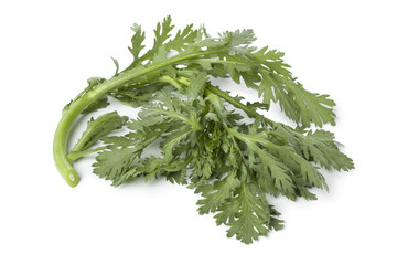 Fresh green Shungiku