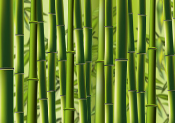 Bambus - bamboo