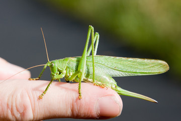 Heuschrecke