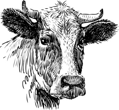 Black White Sketch Cows Face Vector Stock Vector Royalty Free 165191597   Shutterstock