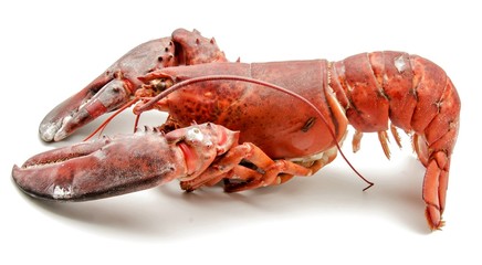 Bogavante cocido