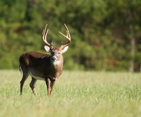 Deurstickers Large white-tailed deer buck © Tony Campbell