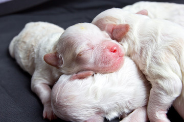 Little dogs on sleeping