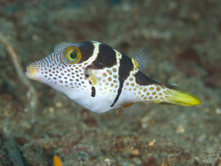 Valentinni's sharpnose puffer
