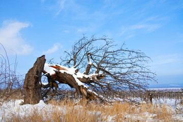 Kirschbaum vom Sturm geknickt im Winter