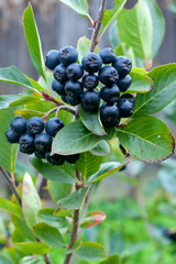 Aronia