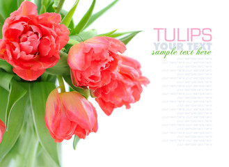 Bouquet of tulips isolated on white