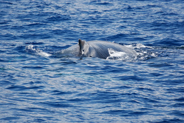 Fototapeta premium Humpback whale on the surface
