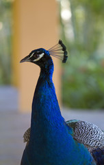 peacock head closeup