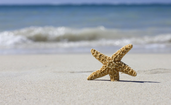 starfish and beach