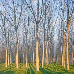 Poplar tree forest in winter. Emilia, Italy