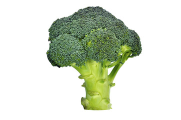 Fresh broccoli branch