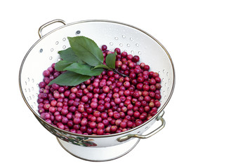Fresh Crab Apples on White