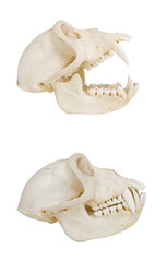 Monkey skull, isolated, side view