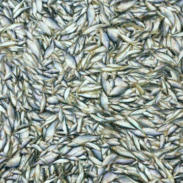 Fishes