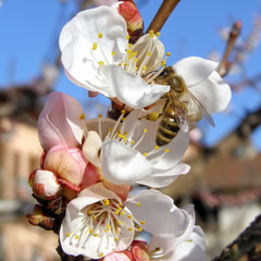 Bee fetching nectar from flower © Claudio Divizia