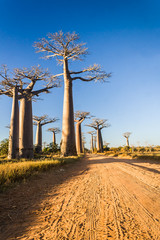Fototapeta na wymiar Baobab Alley