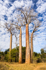 Obraz na płótnie Canvas Drzewa Baobab