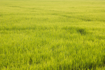 Obraz na płótnie Canvas Zielone pola w kraju
