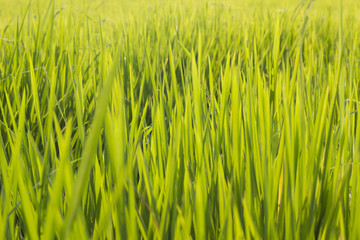 Green field at country