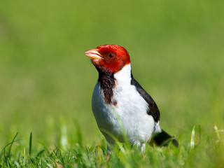 Yellow Beaked Cardinal profile portrait