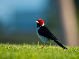 Yelloe Beaked Cardinal glamour portrait