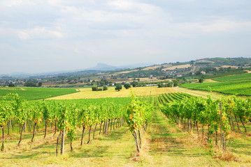 Fototapeta na wymiar Włochy, winnic w pobliżu Santarcangelo, Romania