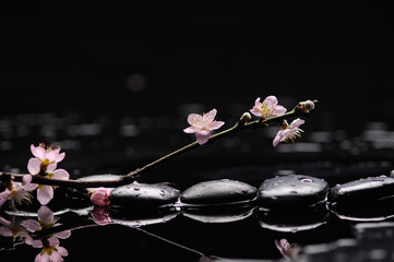 Flowering branch of the cherry-tree with zen stones