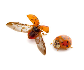 Ladybug © Melinda Fawver