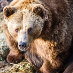 Obraz premium Brown bear