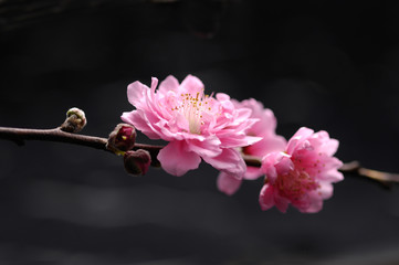cherry blossom sakura on black - 49632188