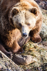 Fototapeta premium Brown bear